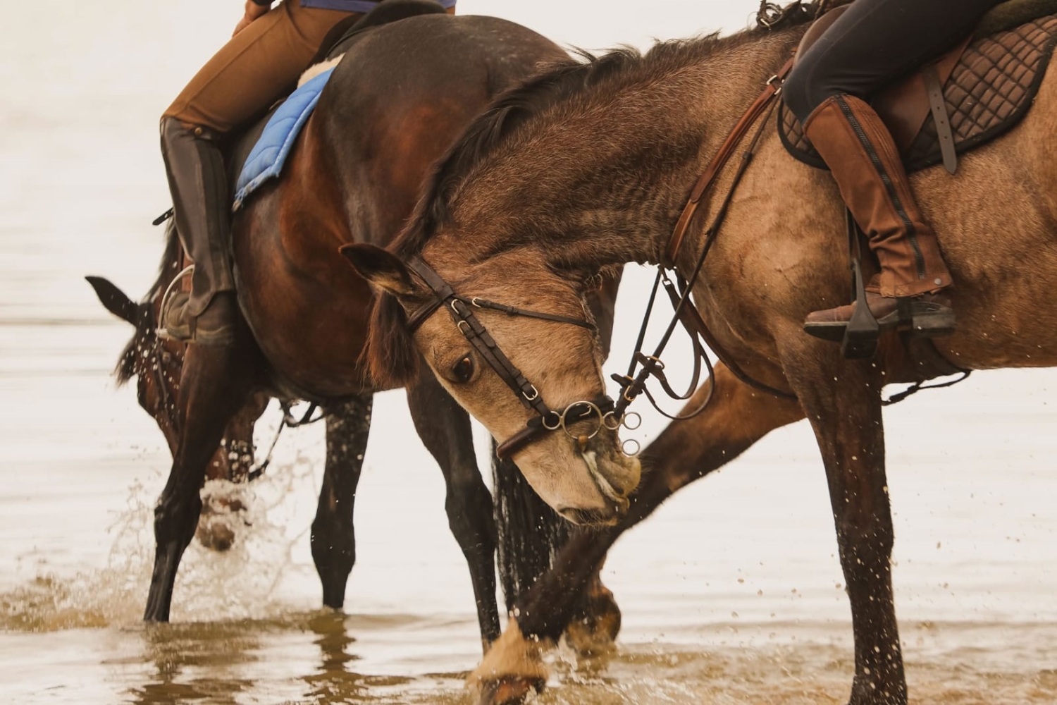 Marainanga Station Homestay Akitio Tararua 95