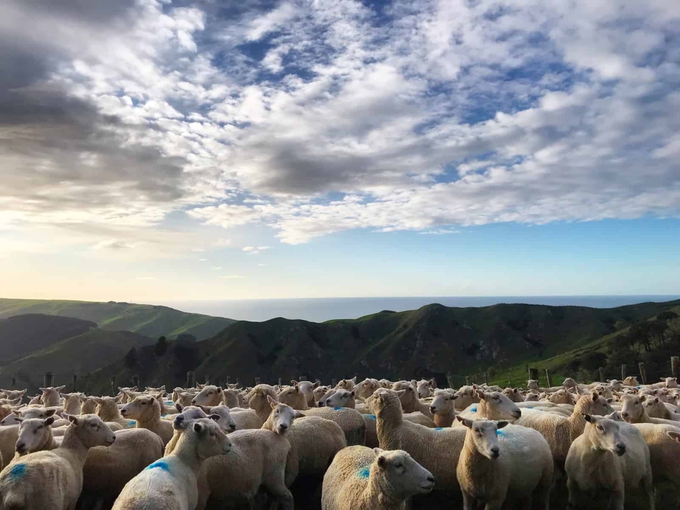 Marainanga Station Accommodation Akitio Tararua CD36